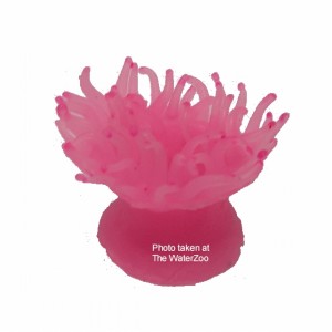Azoo Pink Anemone